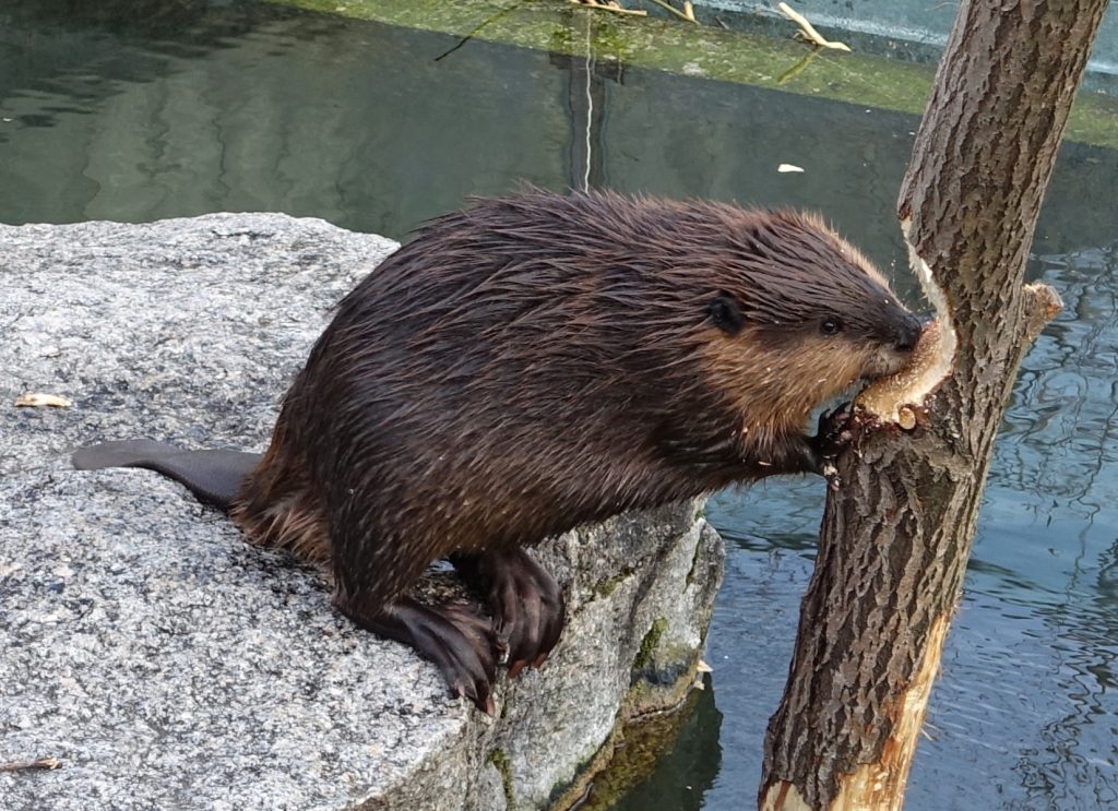Senzační objev v zoologii: do řek Portugalska se vrátilo zvíře, které bylo považováno za vyhynulé před 500 lety